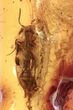 Detailed Fossil Click Beetle (Elateridae) in Baltic Amber #270627-1